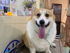 -动物缘宠物医院·骨科·猫科(西二环店)