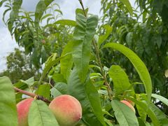 -成都蒲江花样年福朋喜来登度假酒店·宜客乐西餐厅