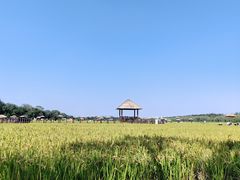 -西青郊野公园