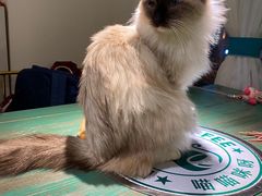 -喵喵咪呀布偶猫咖(春熙路店)