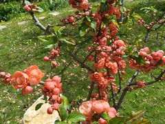 -莱阳濯村樱花园