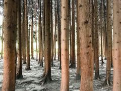 -武陵山森林公园