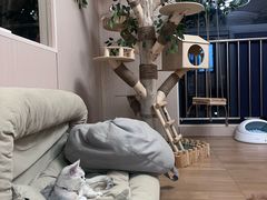 -唐小姐の私宠·宠物洗护美容·撸猫馆·购宠(周浦万达旗舰店)