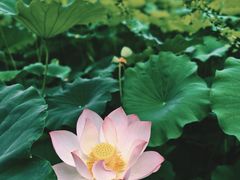 -四川大学(华西校区)