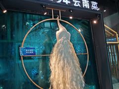 -雀舞云南菜(乐客城店)