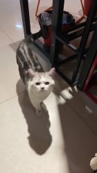 -众刺纹画·纹身·穿孔饰品·海娜定制