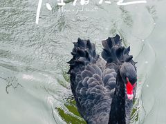 -春风习习