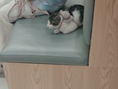-艾贝尔宠物医院·24H转诊中心·肿瘤猫专科(江宁双龙店)