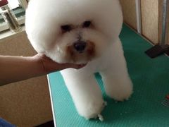 -优缇多格专业宠物美容师培训学校