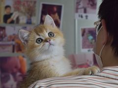 -lincat·猫舍(广州店)