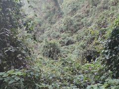 -火炉山森林公园