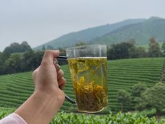 -白茶原·一片叶子