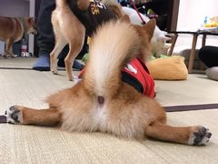 -逗柴咖啡屋·狗咖猫咖宠物桌游