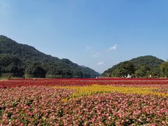 -广州市石门国家森林公园