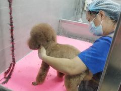-宠福鑫康馨动物医院·骨科·眼科