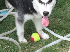 -翊宠yipet猫狗购宠庄园犬舍•猫舍