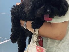 -北京博爱动物医院有限公司