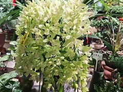-花鸟鱼虫鲜花绿植市场(玉泉路店)