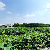 🦌北京小奈良｜南海子公园🌸