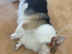 -Let's go狗咖·猫咖·奶狗·桌游(春熙路IFS店)