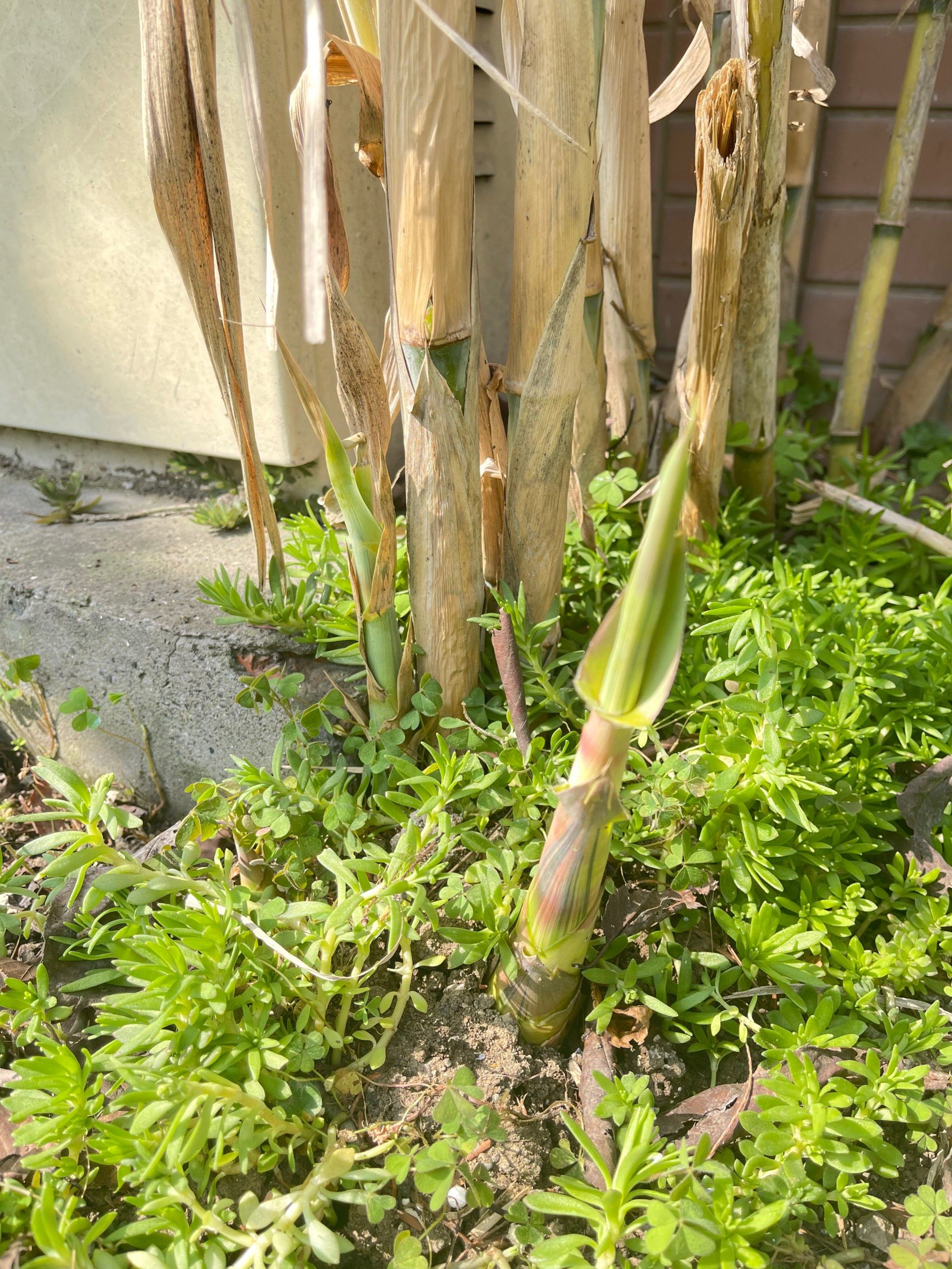 院子里的芦苇发新芽了