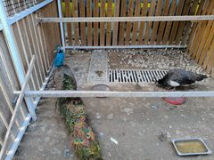 -廊坊固安福朋喜来登酒店