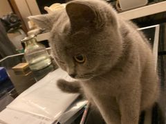 -袖虎·猫馆(体育西路店)
