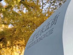 -三里屯东五街银杏大道
