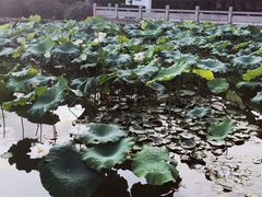 景观位-杭州西子湖四季酒店·金沙厅