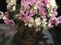 -南汇花鸟市场(上海浦东新花卉店)