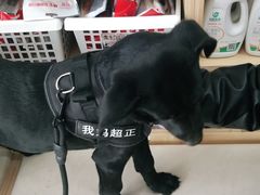 -宠福鑫康馨动物医院·骨科·眼科