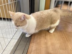-MOYOYO猫咪咖啡店