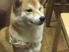 -柴务处·柴犬主题狗咖