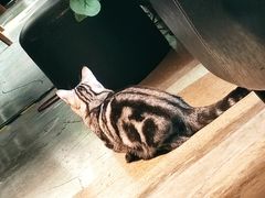 -咖法森林·咖啡  酒吧(天河店)