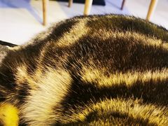 -平行世界·猫咖(首经贸店)
