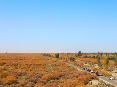 -金塔沙漠胡杨林景区