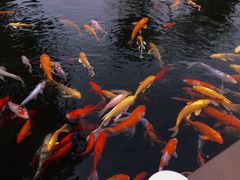 -桂湖森林公园