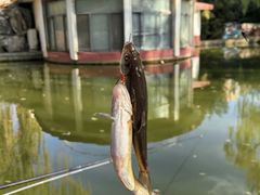 -丰台花园