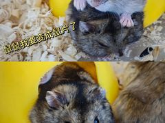 -怪兽屋·羊驼·猫咖·狗咖(俊华广场店)