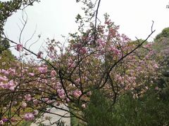 -南山植物园