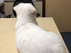 -宠颐生宠物医院外科·内科·皮肤科·影像科(石龙店)