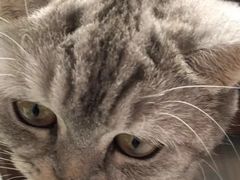 -袖虎·猫馆(体育西路店)