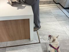 -北京派仕佳德动物医院·超导核磁·CT·神经科·骨科·内外科·急重症管理中心