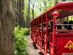 -上海共青森林公园