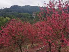 -水濂山森林公园