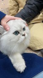 -Moni星球萌宠·小马宝莉·灵蛇·高端高阶全萌宠互动体验俱乐部(红豆国际广场店)