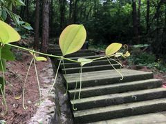 -铁山坪森林公园