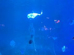 -烟台海昌鲸鲨海洋公园