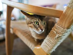 -喵屿·大理花园猫咖