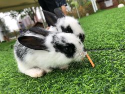 -萌宠亲子动物乐园(槐房万达店)